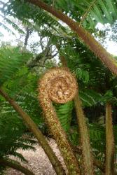 Cyathea kermadecensis.  Crozier on a cultivated plant protected by red-brown scales.
 Image: L.R. Perrie © Te Papa 2014 CC BY-NC 3.0 NZ